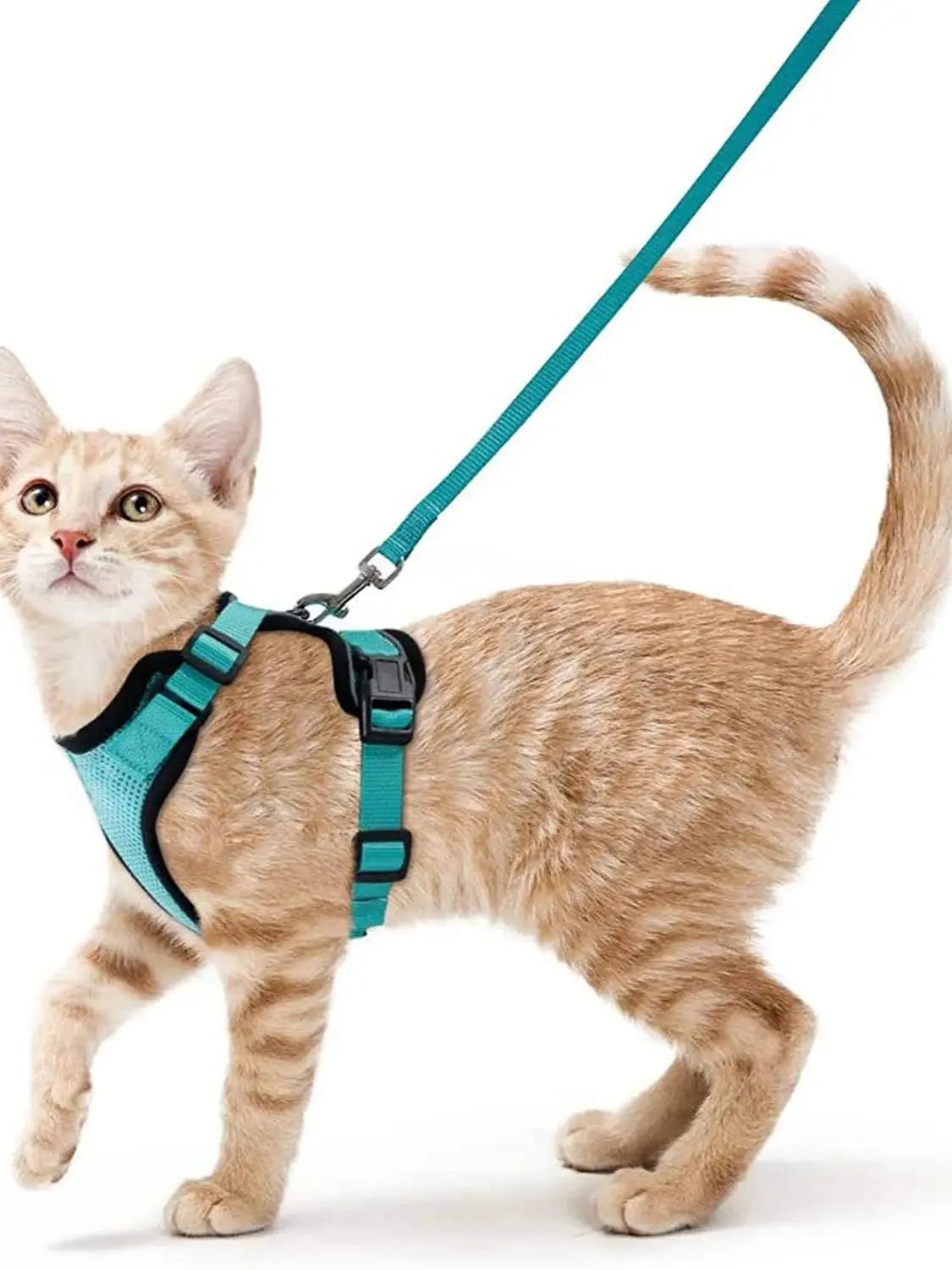 Harnais et laisse anti-fugue pour chat