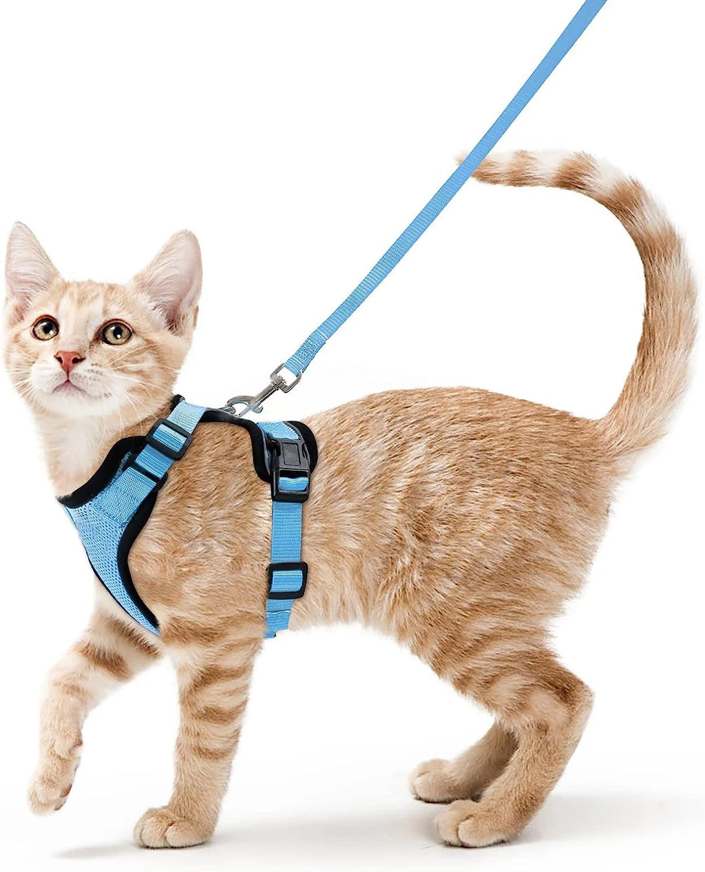 Harnais et laisse anti-fugue pour chat