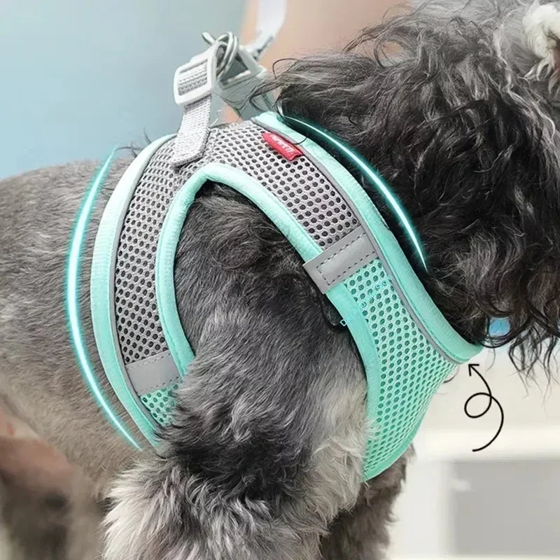 Ensemble harnais pour chiot et petit chien