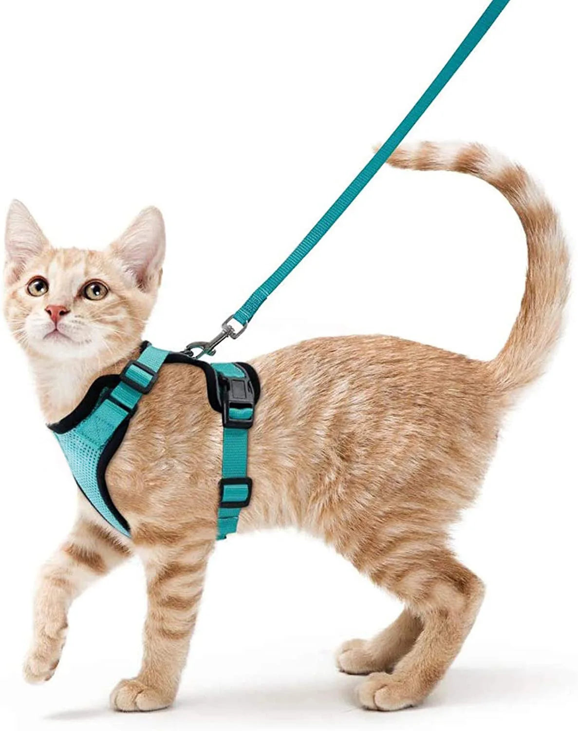 Harnais et laisse anti-fugue pour chat