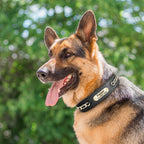 Collier en cuir personnalisé pour chien – plaque d'identification