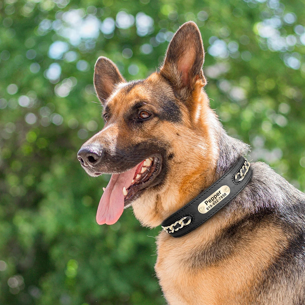 Collier en cuir personnalisé pour chien – plaque d'identification