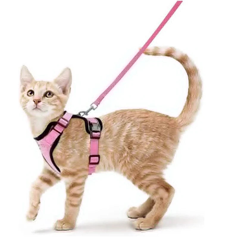 Harnais et laisse anti-fugue pour chat