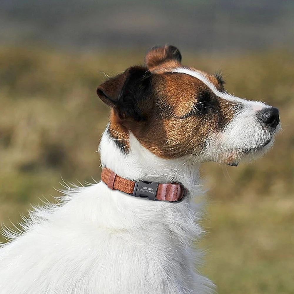 Collier pour chien personnalisé – gravure du prénom