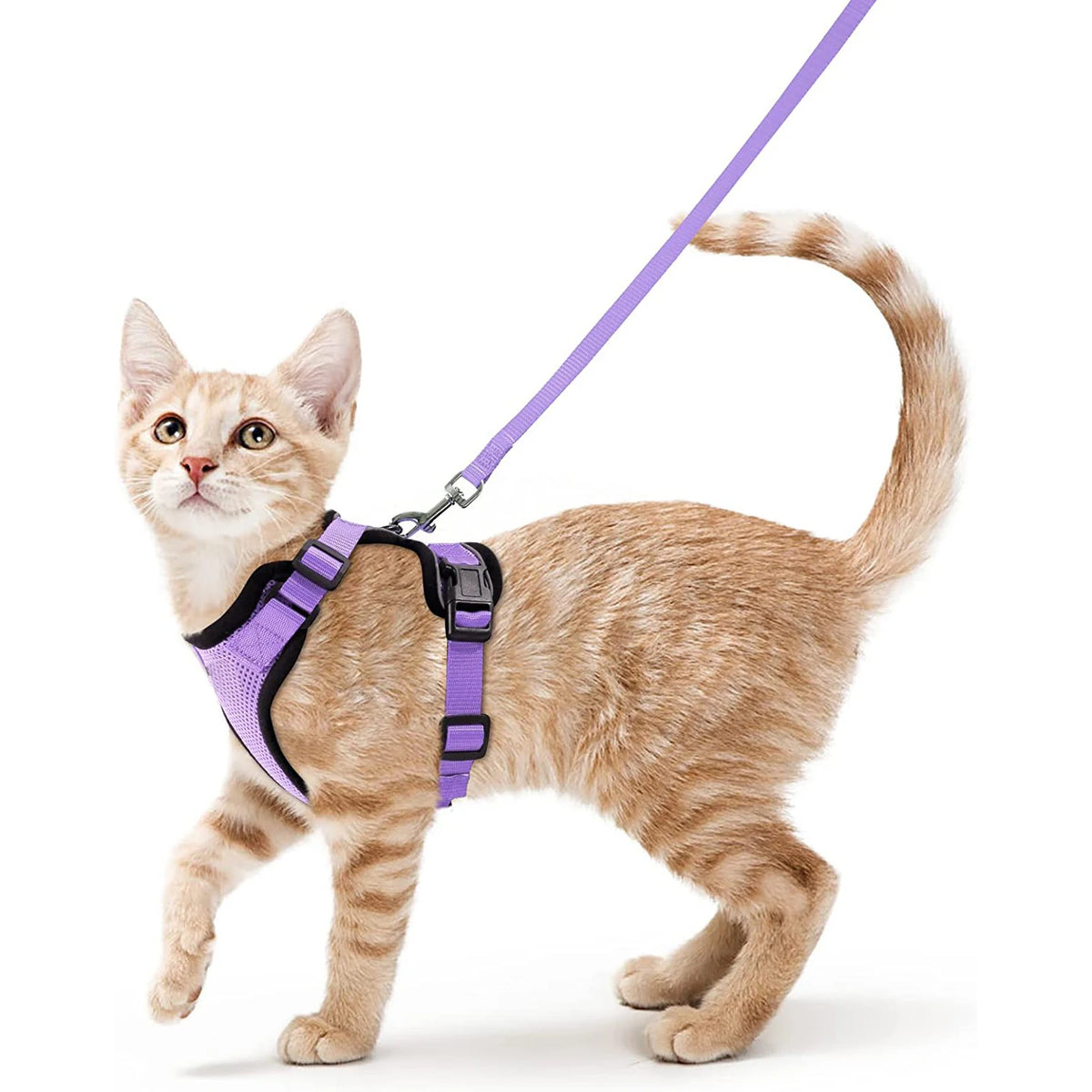 Harnais et laisse anti-fugue pour chat