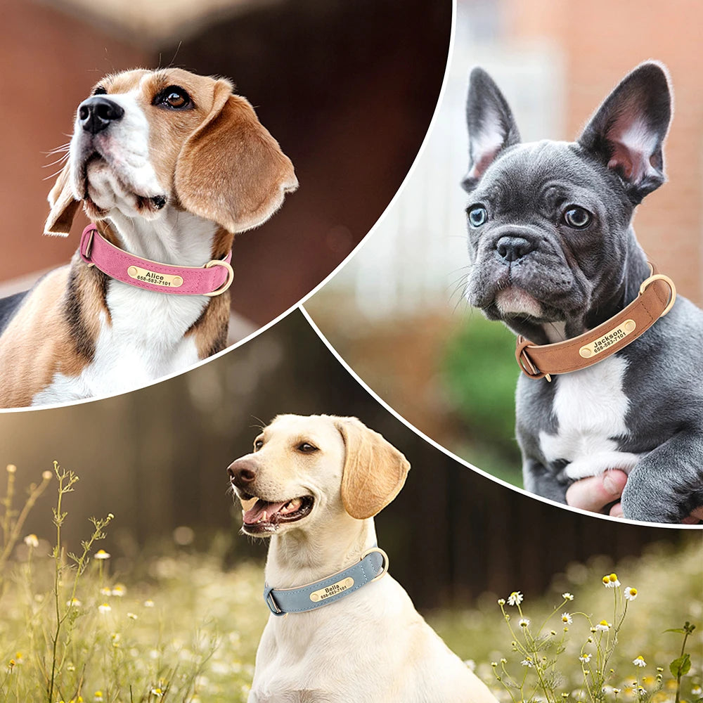 Collier personnalisé doré pour chien