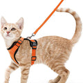 Harnais et laisse anti-fugue pour chat