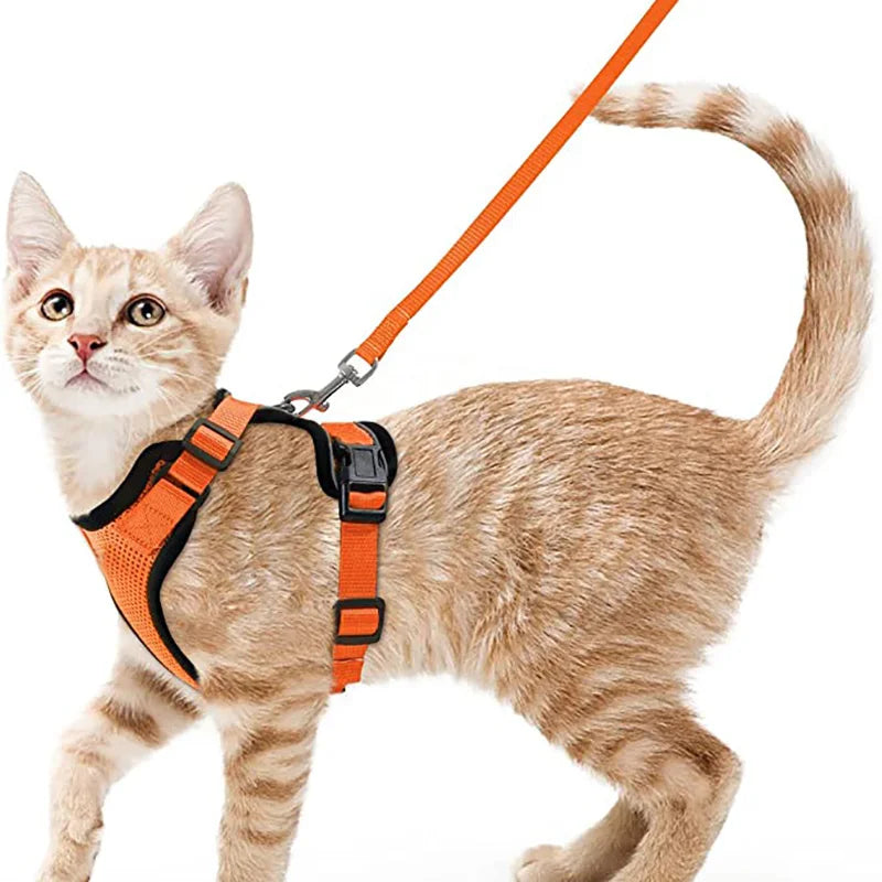 Harnais et laisse anti-fugue pour chat
