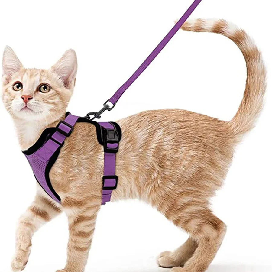 Harnais et laisse anti-fugue pour chat