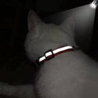 Collier réfléchissant personnalisé pour chat