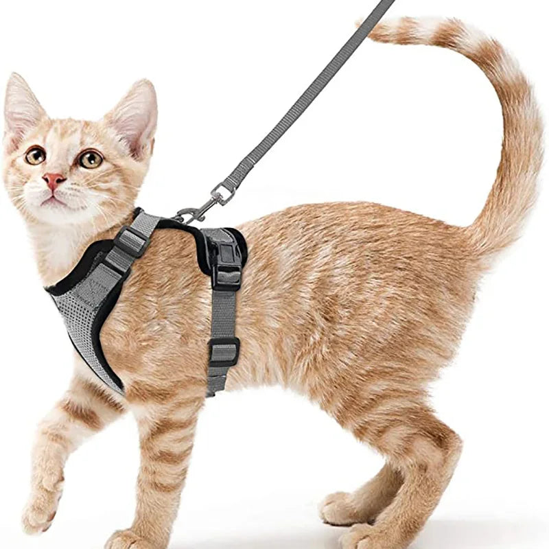 Harnais et laisse anti-fugue pour chat