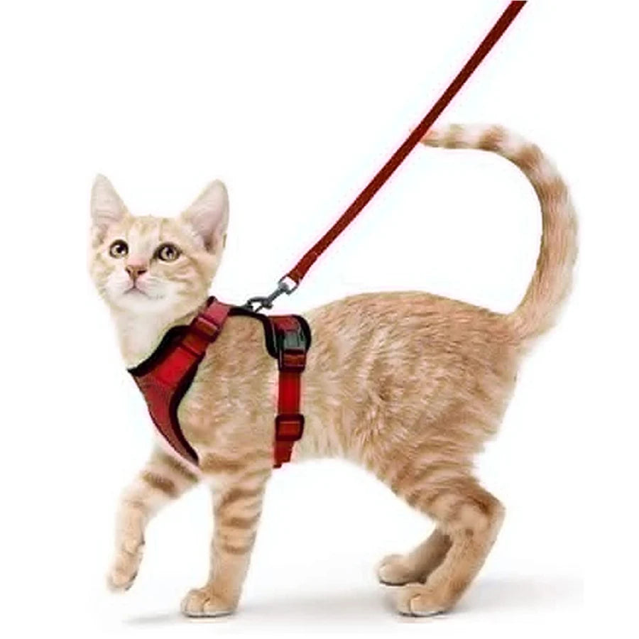 Harnais et laisse anti-fugue pour chat