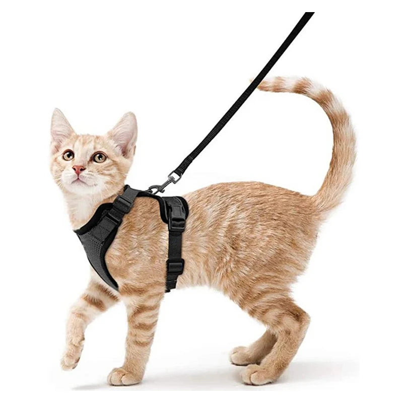 Harnais et laisse anti-fugue pour chat
