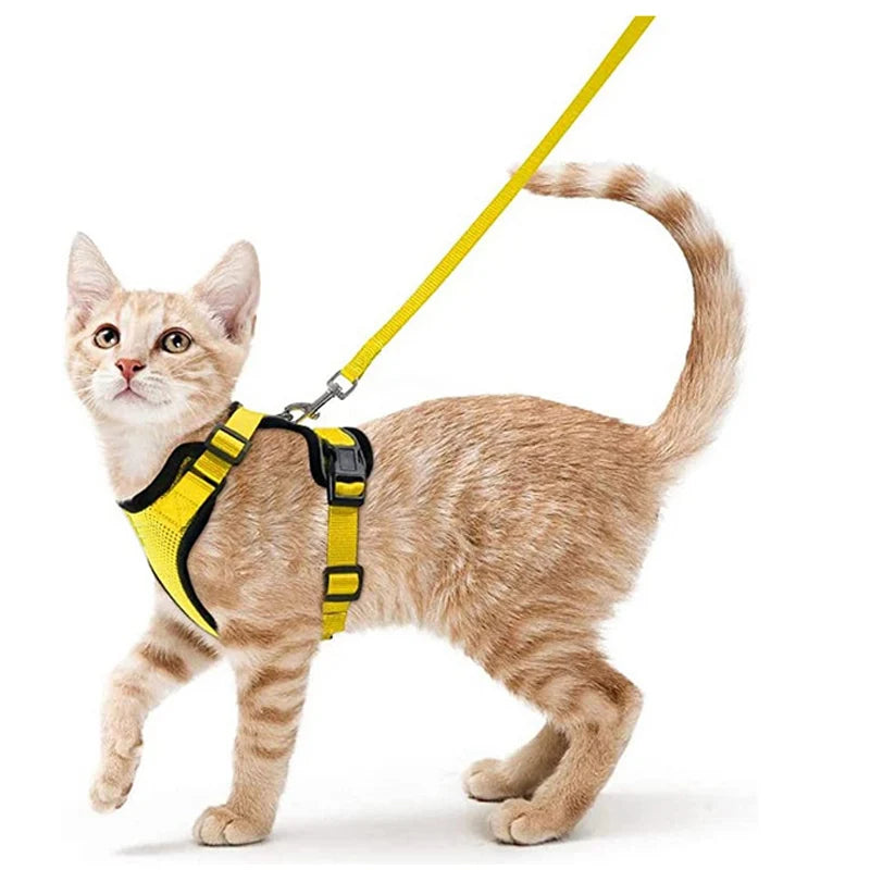 Harnais et laisse anti-fugue pour chat