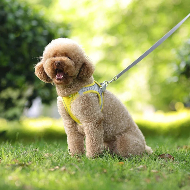 Ensemble harnais pour chiot et petit chien